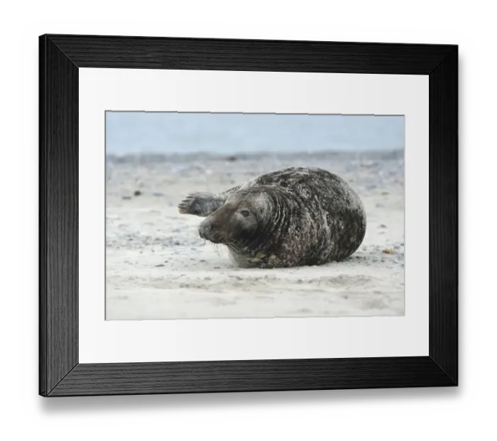 Framed Print : Grey Seal -Halichoerus grypus-, on the beach, Dune island, Helgoland, Schleswig-Holstein, Germany Framed Print : Grey Seal -Halichoerus grypus-, on the beach, Dune island, Helgoland, Schleswig-Holstein, Germany