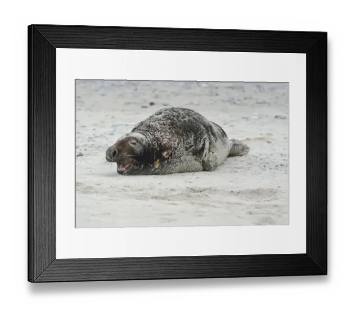 Framed Print : Grey Seal -Halichoerus grypus-, on the beach, Dune island, Helgoland, Schleswig-Holstein, Germany Framed Print : Grey Seal -Halichoerus grypus-, on the beach, Dune island, Helgoland, Schleswig-Holstein, Germany