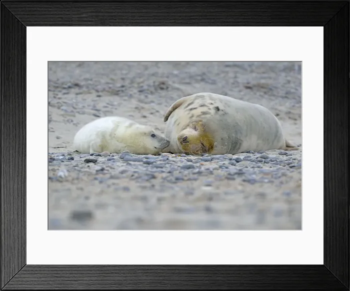 Framed Print : Grey Seal -Halichoerus grypus- female with pup, on the beach, Dune island, Helgoland, Schleswig-Holstein, Germany Framed Print : Grey Seal -Halichoerus grypus- female with pup, on the beach, Dune island, Helgoland, Schleswig-Holstein, Germany
