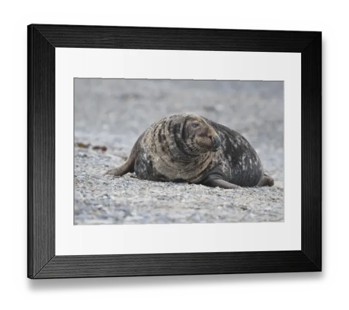 Framed Print : Grey Seal -Halichoerus grypus-, male on the beach, Dune island, Helgoland, Schleswig-Holstein, Germany Framed Print : Grey Seal -Halichoerus grypus-, male on the beach, Dune island, Helgoland, Schleswig-Holstein, Germany
