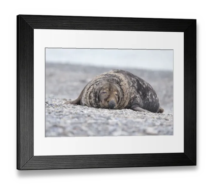 Framed Print : Grey Seal -Halichoerus grypus-, male on the beach, Dune island, Helgoland, Schleswig-Holstein, Germany Framed Print : Grey Seal -Halichoerus grypus-, male on the beach, Dune island, Helgoland, Schleswig-Holstein, Germany