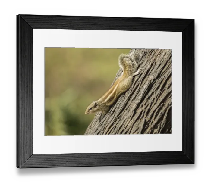 Framed Print : Chipmunk -Tamias-, Keoladeo National Park, Rajasthan, India Framed Print : Chipmunk -Tamias-, Keoladeo National Park, Rajasthan, India