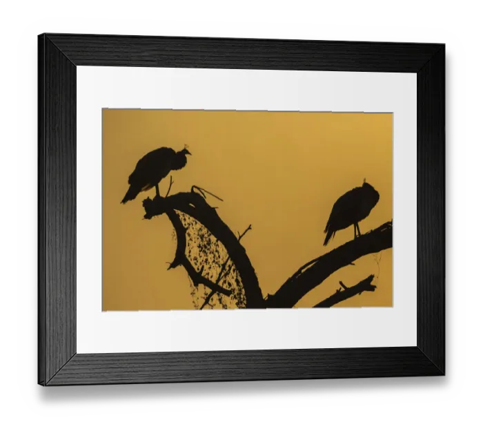 Framed Print : Indian Peafowl -Pavo cristatus-, Keoladeo National Park, Rajasthan, India Framed Print : Indian Peafowl -Pavo cristatus-, Keoladeo National Park, Rajasthan, India
