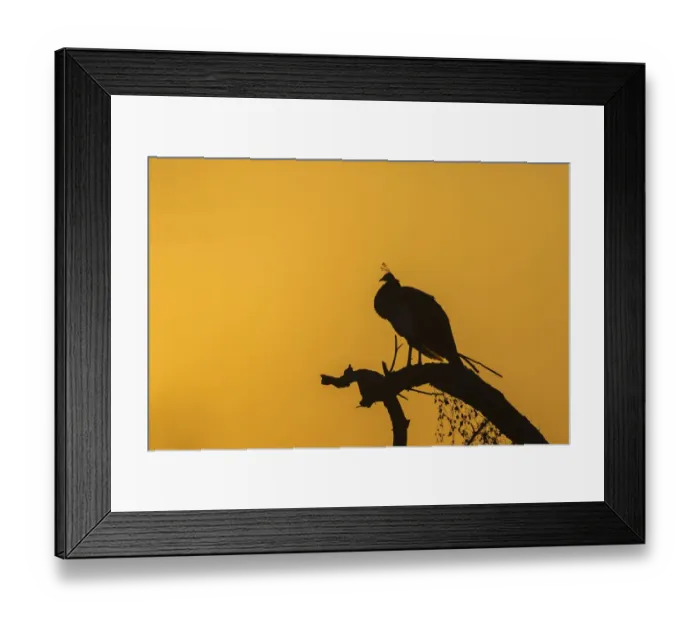 Framed Print : Indian Peafowl -Pavo cristatus-, Keoladeo National Park, Rajasthan, India Framed Print : Indian Peafowl -Pavo cristatus-, Keoladeo National Park, Rajasthan, India