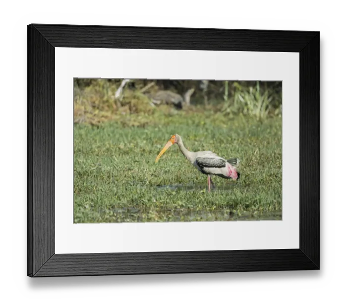Framed Print : Painted Stork -Mycteria leucocephala-, Keoladeo National Park, Rajasthan, India
