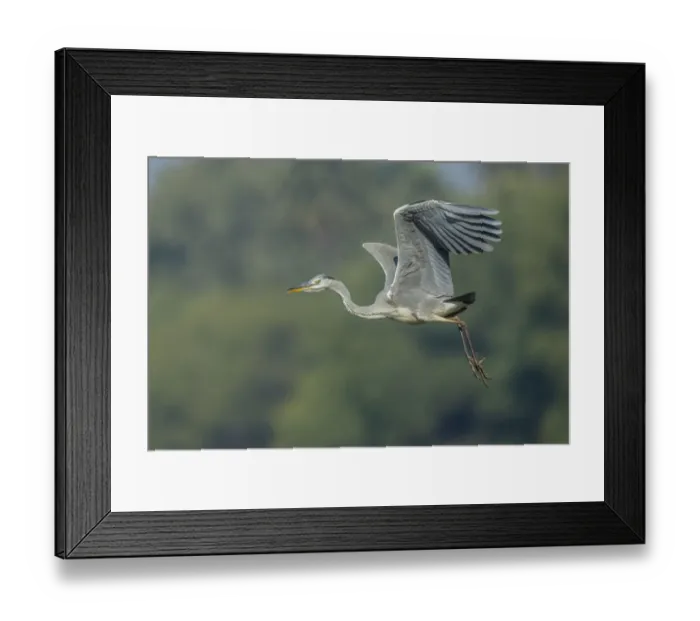 Framed Print : Grey Heron -Ardea cinerea-, Keoladeo National Park, Rajasthan, India