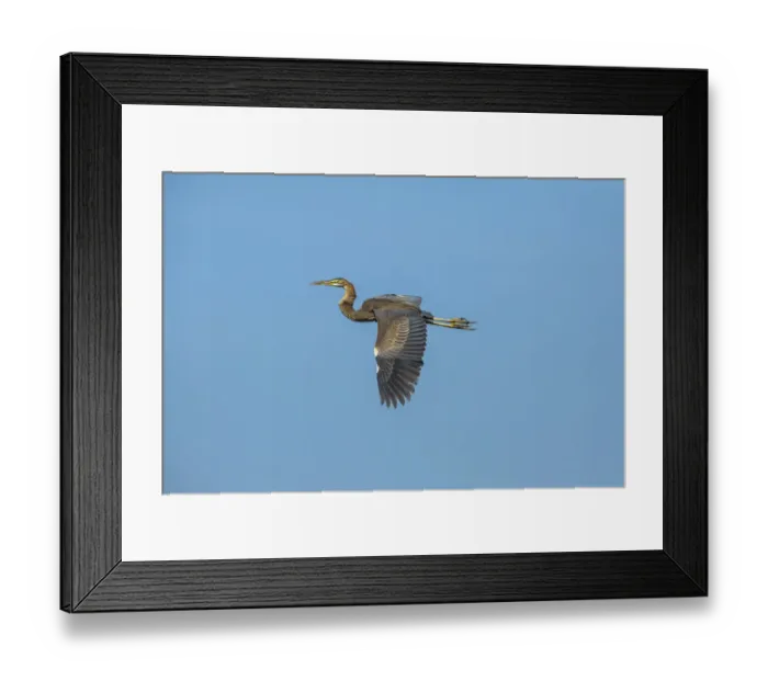Framed Print : Purple Heron -Ardea purpurea-, Keoladeo National Park, Rajasthan, India Framed Print : Purple Heron -Ardea purpurea-, Keoladeo National Park, Rajasthan, India