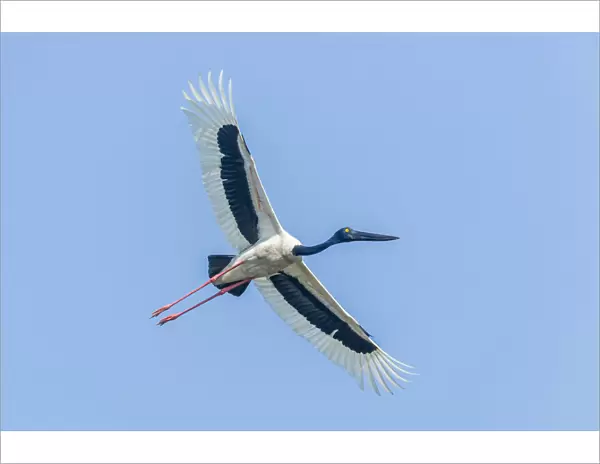 Black-necked Stork -Ephippiorhynchus asiaticus-, Keoladeo National Park, Rajasthan, India