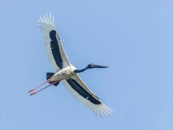 Black-necked Stork -Ephippiorhynchus asiaticus-, Keoladeo National Park, Rajasthan, India