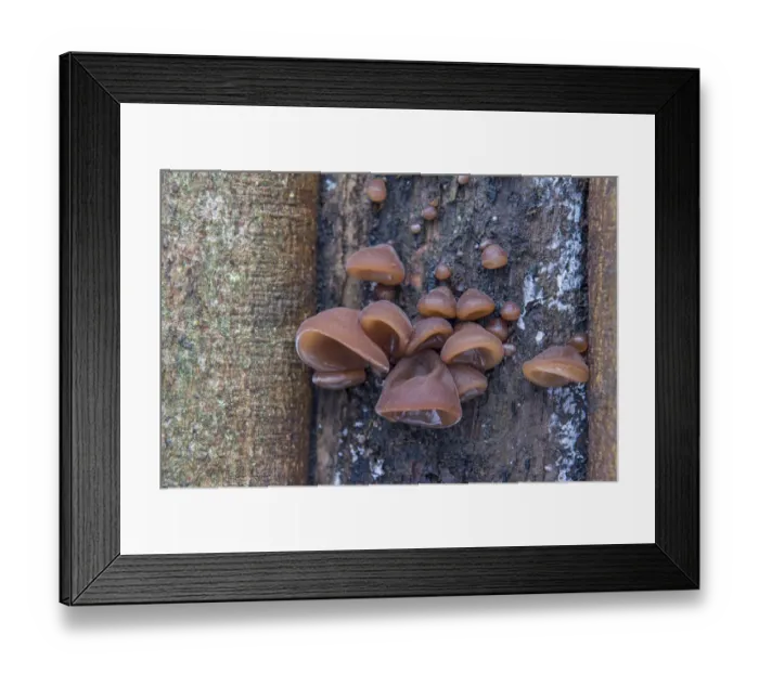 Framed Print : Jews Ear or Wood Ear Fungus -Auricularia auricula-judae- on a Sycamore, Thuringia, Germany Framed Print : Jews Ear or Wood Ear Fungus -Auricularia auricula-judae- on a Sycamore, Thuringia, Germany