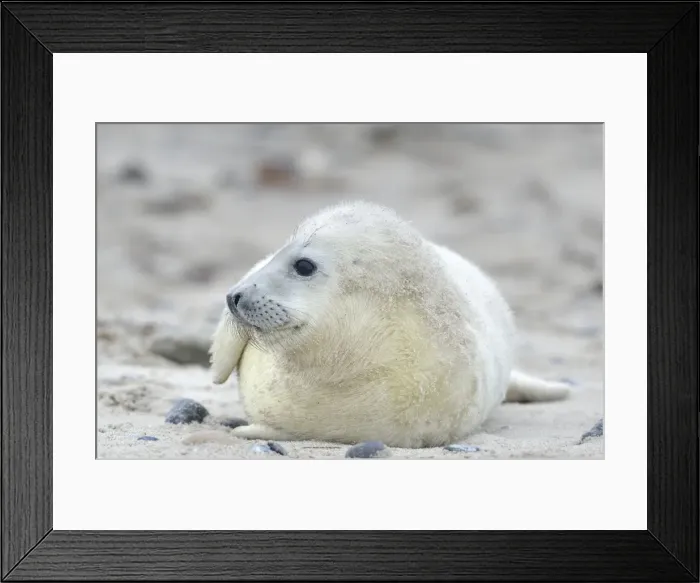 Framed Print : Young Grey Seal -Halichoerus grypus- pup, on the beach, Dune island, Helgoland, Schleswig-Holstein, Germany Framed Print : Young Grey Seal -Halichoerus grypus- pup, on the beach, Dune island, Helgoland, Schleswig-Holstein, Germany