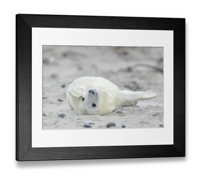 Framed Print : Young Grey Seal -Halichoerus grypus- pup, on the beach, Dune island, Helgoland, Schleswig-Holstein, Germany Framed Print : Young Grey Seal -Halichoerus grypus- pup, on the beach, Dune island, Helgoland, Schleswig-Holstein, Germany