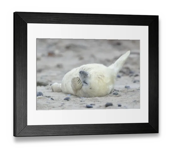 Framed Print : Young Grey Seal -Halichoerus grypus- pup, on the beach, Dune island, Helgoland, Schleswig-Holstein, Germany Framed Print : Young Grey Seal -Halichoerus grypus- pup, on the beach, Dune island, Helgoland, Schleswig-Holstein, Germany