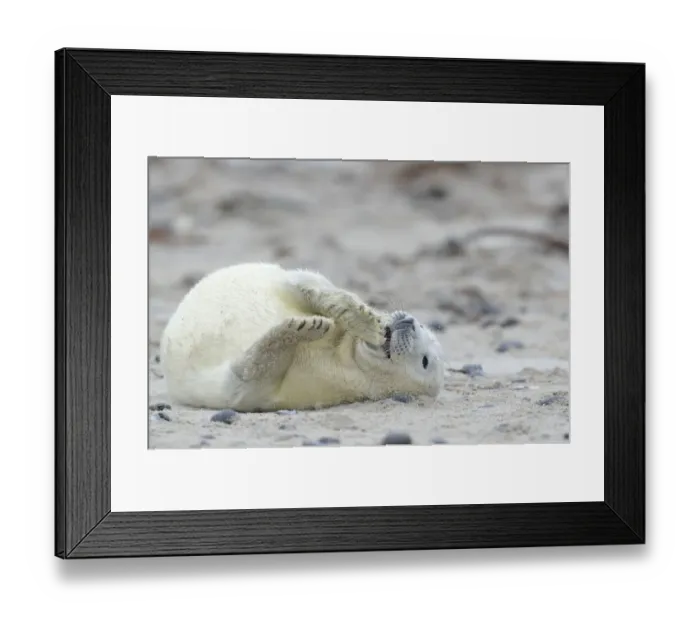 Framed Print : Young Grey Seal -Halichoerus grypus- pup, on the beach, Dune island, Helgoland, Schleswig-Holstein, Germany Framed Print : Young Grey Seal -Halichoerus grypus- pup, on the beach, Dune island, Helgoland, Schleswig-Holstein, Germany