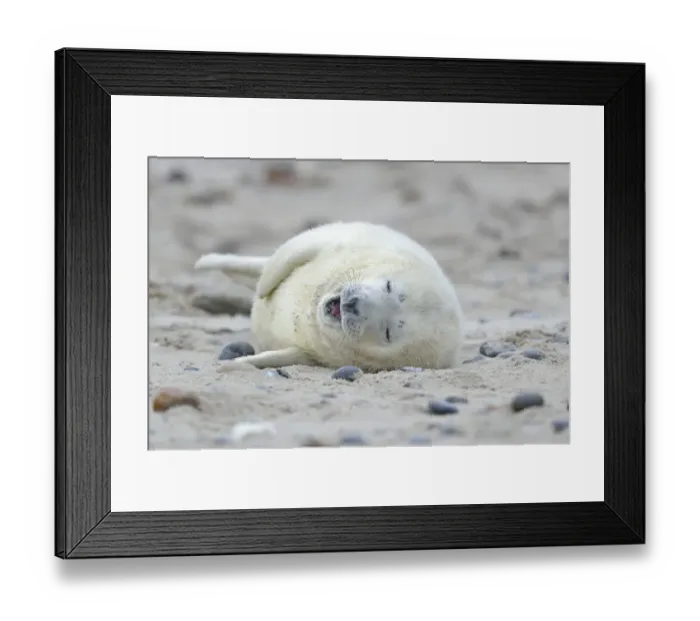 Framed Print : Young Grey Seal -Halichoerus grypus- pup, on the beach, Dune island, Helgoland, Schleswig-Holstein, Germany Framed Print : Young Grey Seal -Halichoerus grypus- pup, on the beach, Dune island, Helgoland, Schleswig-Holstein, Germany