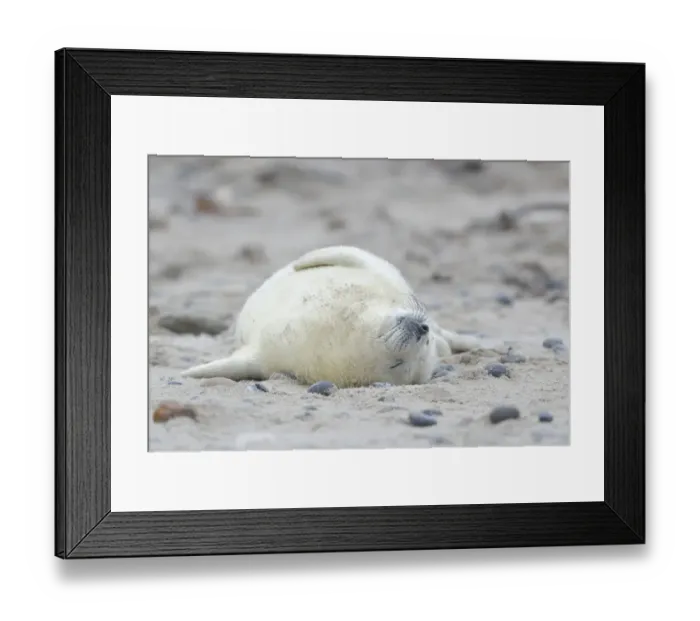Framed Print : Young Grey Seal -Halichoerus grypus- pup, on the beach, Dune island, Helgoland, Schleswig-Holstein, Germany Framed Print : Young Grey Seal -Halichoerus grypus- pup, on the beach, Dune island, Helgoland, Schleswig-Holstein, Germany