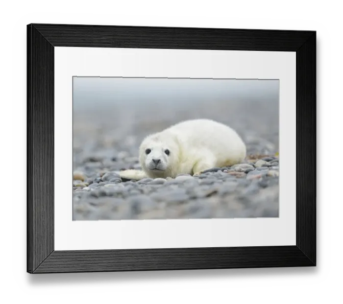 Framed Print : Young Grey Seal -Halichoerus grypus- pup, on the beach, Dune island, Helgoland, Schleswig-Holstein, Germany