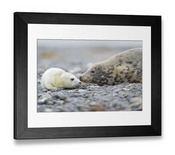 Framed Print : Grey Seal -Halichoerus grypus-, female with pup on the beach, Dune island, Helgoland, Schleswig-Holstein, Germany