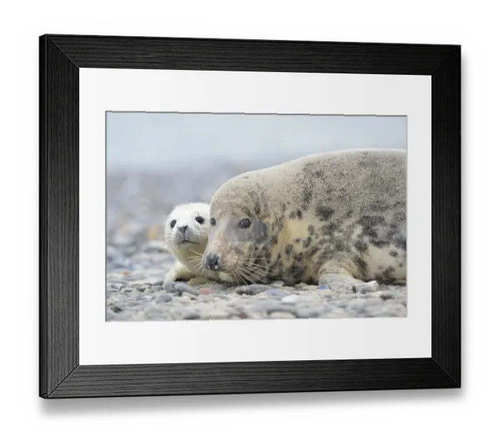 Framed Print : Grey Seal -Halichoerus grypus-, female with pup on the beach, Dune island, Helgoland, Schleswig-Holstein, Germany Framed Print : Grey Seal -Halichoerus grypus-, female with pup on the beach, Dune island, Helgoland, Schleswig-Holstein, Germany