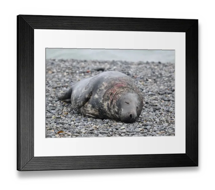 Framed Print : Grey Seal -Halichoerus grypus-, male on the beach, with wounds from territorial fights, Dune island, Helgoland, Schleswig-Holstein, Germany Framed Print : Grey Seal -Halichoerus grypus-, male on the beach, with wounds from territorial fights, Dune island, Helgoland, Schleswig-Holstein, Germany