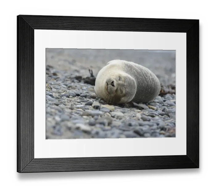Framed Print : Young Harbour Seal -Phoca vitulina- lying on a pebble beach, Dune island, Helgoland, Schleswig-Holstein, Germany Framed Print : Young Harbour Seal -Phoca vitulina- lying on a pebble beach, Dune island, Helgoland, Schleswig-Holstein, Germany
