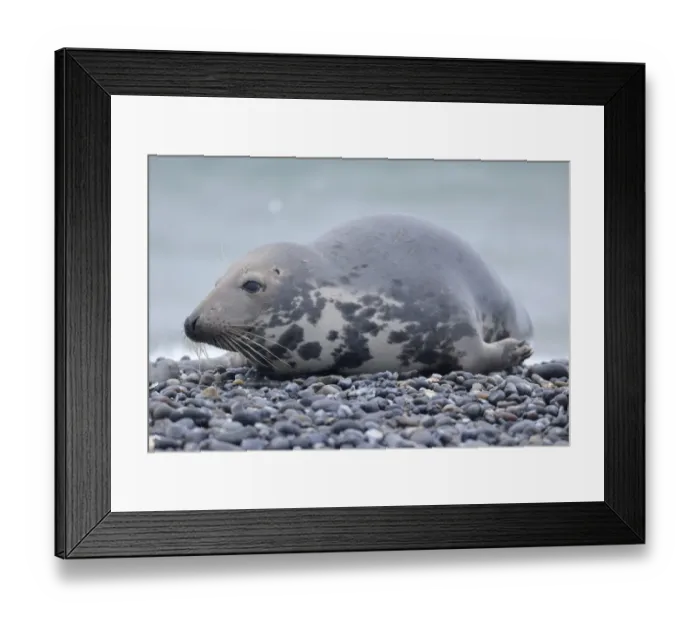 Framed Print : Grey Seal -Halichoerus grypus-, female, on the beach, Dune island, Helgoland, Schleswig-Holstein, Germany Framed Print : Grey Seal -Halichoerus grypus-, female, on the beach, Dune island, Helgoland, Schleswig-Holstein, Germany