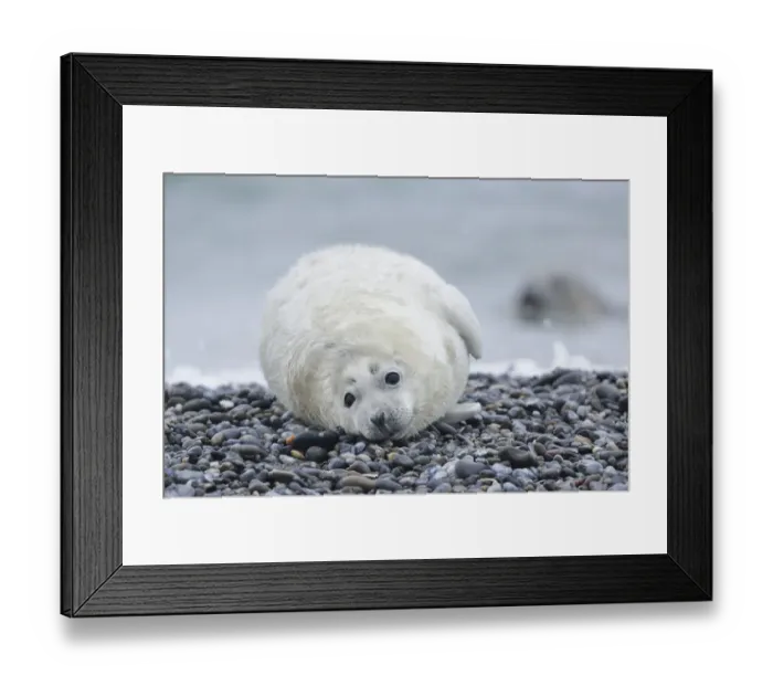 Framed Print : Young Grey Seal -Halichoerus grypus- pup, on the beach, Dune island, Helgoland, Schleswig-Holstein, Germany Framed Print : Young Grey Seal -Halichoerus grypus- pup, on the beach, Dune island, Helgoland, Schleswig-Holstein, Germany