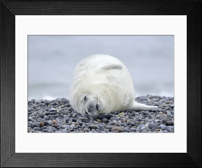Framed Print : Young Grey Seal -Halichoerus grypus- pup, on the beach, Dune island, Helgoland, Schleswig-Holstein, Germany Framed Print : Young Grey Seal -Halichoerus grypus- pup, on the beach, Dune island, Helgoland, Schleswig-Holstein, Germany