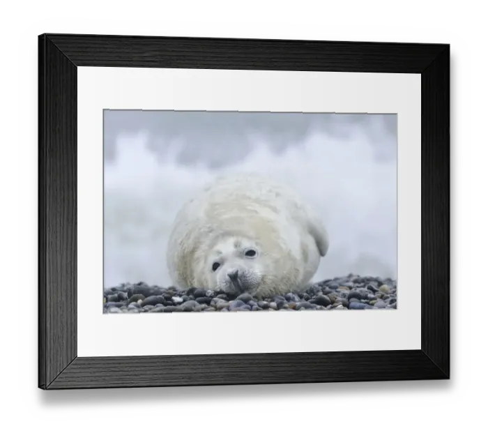 Framed Print : Young Grey Seal -Halichoerus grypus- pup, on the beach, Dune island, Helgoland, Schleswig-Holstein, Germany Framed Print : Young Grey Seal -Halichoerus grypus- pup, on the beach, Dune island, Helgoland, Schleswig-Holstein, Germany