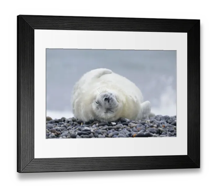 Framed Print : Young Grey Seal -Halichoerus grypus- pup, on the beach, Dune island, Helgoland, Schleswig-Holstein, Germany