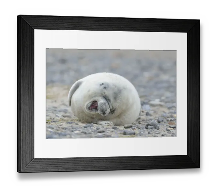 Framed Print : Young Grey Seal -Halichoerus grypus- pup, on the beach, Dune island, Helgoland, Schleswig-Holstein, Germany Framed Print : Young Grey Seal -Halichoerus grypus- pup, on the beach, Dune island, Helgoland, Schleswig-Holstein, Germany