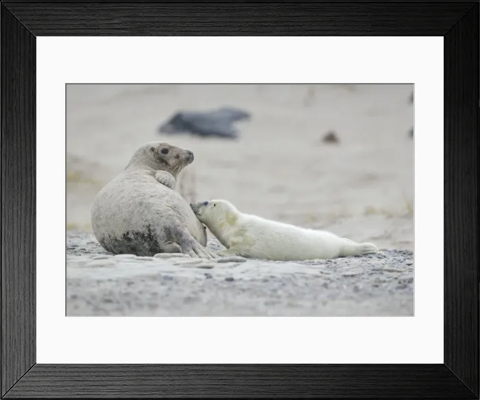 Framed Print : Grey Seal -Halichoerus grypus-, female with pup suckling, on the beach, Dune island, Helgoland, Schleswig-Holstein, Germany Framed Print : Grey Seal -Halichoerus grypus-, female with pup suckling, on the beach, Dune island, Helgoland, Schleswig-Holstein, Germany