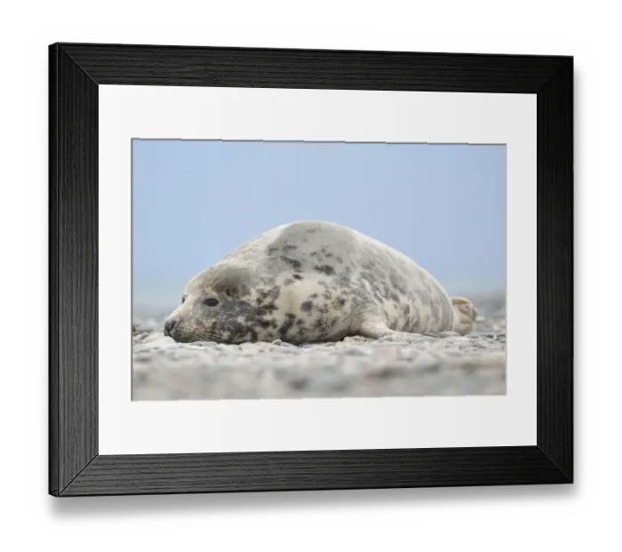 Framed Print : Grey Seal -Halichoerus grypus-, female, on the beach, Dune island, Helgoland, Schleswig-Holstein, Germany Framed Print : Grey Seal -Halichoerus grypus-, female, on the beach, Dune island, Helgoland, Schleswig-Holstein, Germany