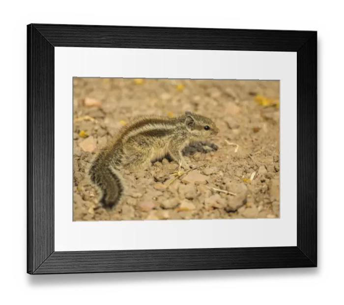 Framed Print : Chipmunk -Tamias-, Keoladeo National Park, Rajasthan, India