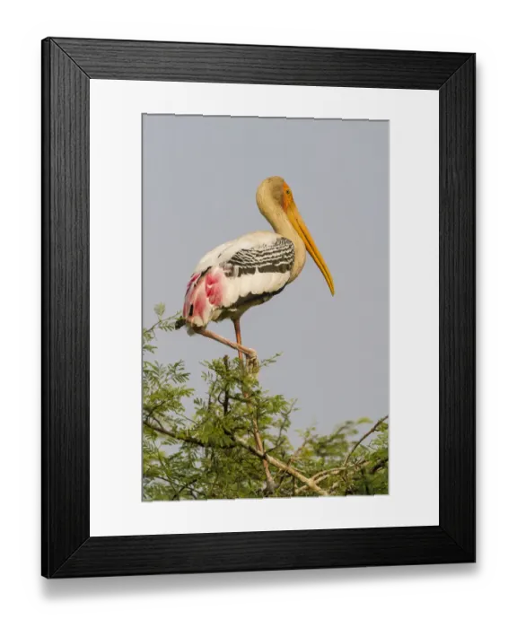 Framed Print : Painted Stork -Mycteria leucocephala-, Keoladeo National Park, Rajasthan, India Framed Print : Painted Stork -Mycteria leucocephala-, Keoladeo National Park, Rajasthan, India