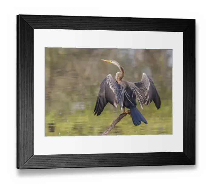 Framed Print : Oriental Darter -Anhinga melanogaster-, Keoladeo National Park, Rajasthan, India Framed Print : Oriental Darter -Anhinga melanogaster-, Keoladeo National Park, Rajasthan, India