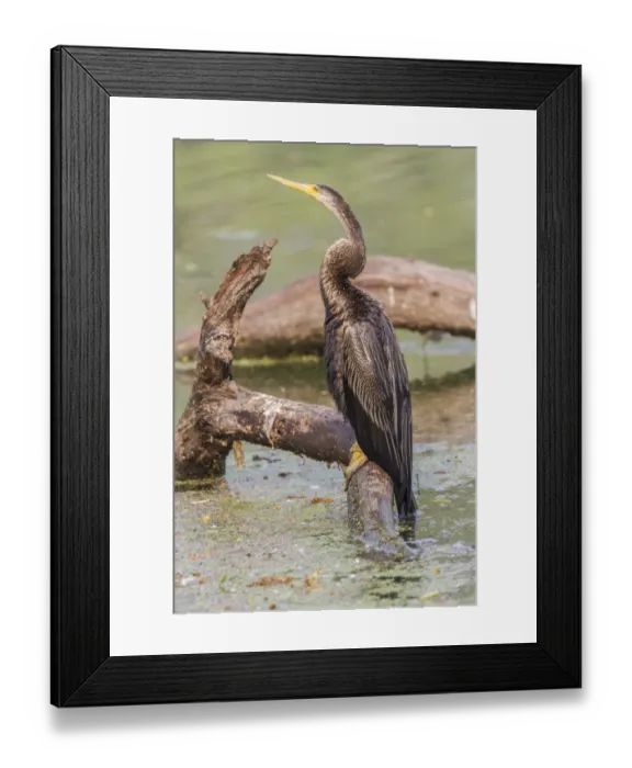 Framed Print : Oriental Darter -Anhinga melanogaster-, Keoladeo National Park, Rajasthan, India Framed Print : Oriental Darter -Anhinga melanogaster-, Keoladeo National Park, Rajasthan, India