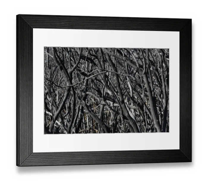Framed Print : Fire damage four months after a forest fire, Nationalpark Garajonay, La Gomera, Canary Islands, Spain