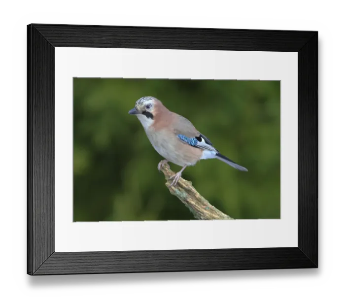 Framed Print : Jay -falco tinnunculus- perched on a branch, Neunkirchen, Siegerland, North Rhine-Westphalia, Germany Framed Print : Jay -falco tinnunculus- perched on a branch, Neunkirchen, Siegerland, North Rhine-Westphalia, Germany