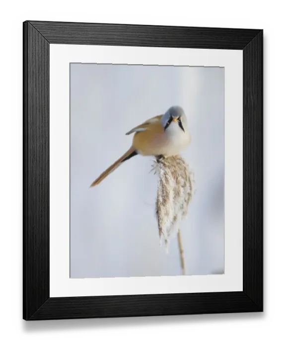 Framed Print : Bearded Tit -Panurus biarmicus-, male on a reed, Germany