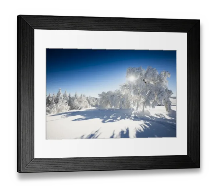 Framed Print : Snow-covered Beeches -Fagus sp. - and Firs -Abies sp. -, Mt Schauinsland, Freiburg im Breisgau, Black Forest, Baden-Wurttemberg, Germany Framed Print : Snow-covered Beeches -Fagus sp. - and Firs -Abies sp. -, Mt Schauinsland, Freiburg im Breisgau, Black Forest, Baden-Wurttemberg, Germany