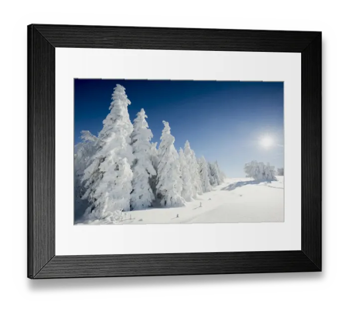 Framed Print : Snow-covered Beeches -Fagus sp. - and Firs -Abies sp. -, Mt Schauinsland, Freiburg im Breisgau, Black Forest, Baden-Wurttemberg, Germany Framed Print : Snow-covered Beeches -Fagus sp. - and Firs -Abies sp. -, Mt Schauinsland, Freiburg im Breisgau, Black Forest, Baden-Wurttemberg, Germany