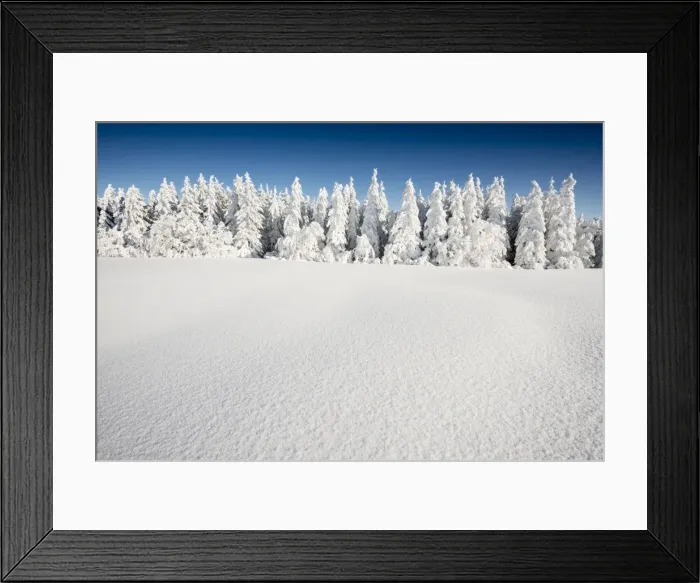 Framed Print : Snow-covered Firs -Abies sp. -, Mt Schauinsland, Freiburg im Breisgau, Black Forest, Baden-Wurttemberg, Germany Framed Print : Snow-covered Firs -Abies sp. -, Mt Schauinsland, Freiburg im Breisgau, Black Forest, Baden-Wurttemberg, Germany