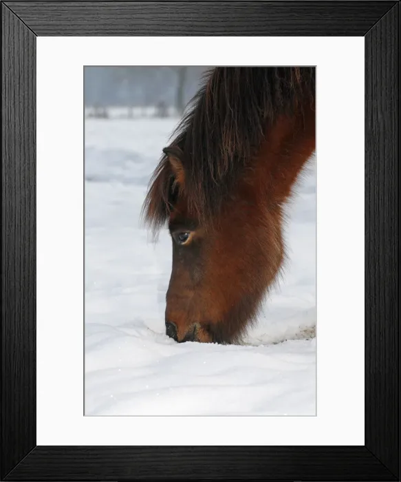 Framed Print : Iceland Horse, gelding, looking for food in snow, Germany Framed Print : Iceland Horse, gelding, looking for food in snow, Germany