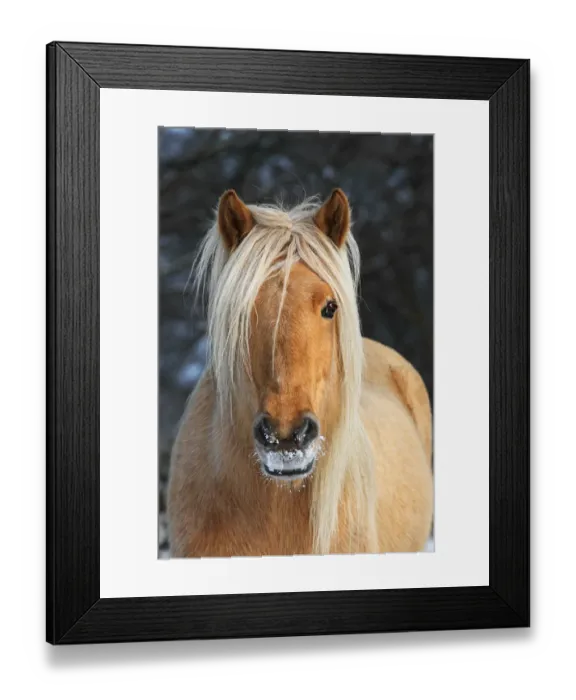 Framed Print : Iceland Horse in winter, mare, portrait, Germany Framed Print : Iceland Horse in winter, mare, portrait, Germany