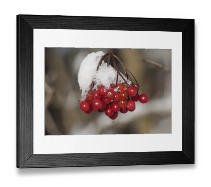 Framed Print : Viburnum -Viburnum opulus-, Untergroningen, Abtsgmuend, Baden-Wurttemberg, Germany