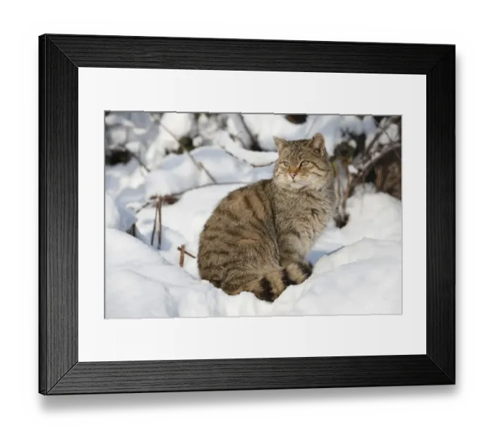 Framed Print : Wildcat -Felis silvestris- sitting in the snow, captive, Thuringia, Germany Framed Print : Wildcat -Felis silvestris- sitting in the snow, captive, Thuringia, Germany