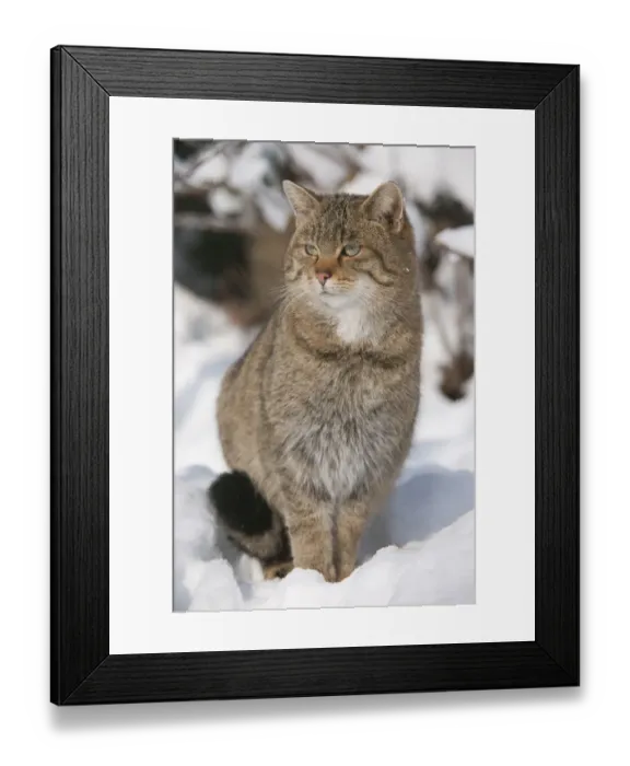 Framed Print : Wildcat -Felis silvestris- sitting in the snow, captive, Thuringia, Germany Framed Print : Wildcat -Felis silvestris- sitting in the snow, captive, Thuringia, Germany