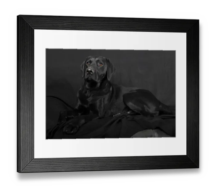 Framed Print : Black Labrador Retriever dog, male, Germany Framed Print : Black Labrador Retriever dog, male, Germany