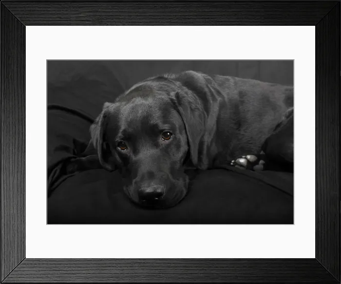 Framed Print : Black Labrador Retriever dog, male, Germany Framed Print : Black Labrador Retriever dog, male, Germany